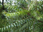Ailanthus altissima '' 